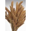 SETARIA  24" Natural-